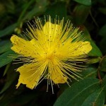 Fleur de millepertuis, Photo de Quichottine