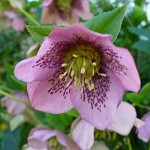 071023_Hellebore