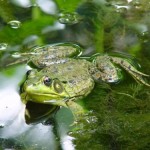 vert-grenouille