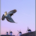 101026_Annie-la-marmotte_Faire-voler-Quichottine