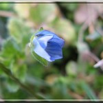 Petite fleur bleue